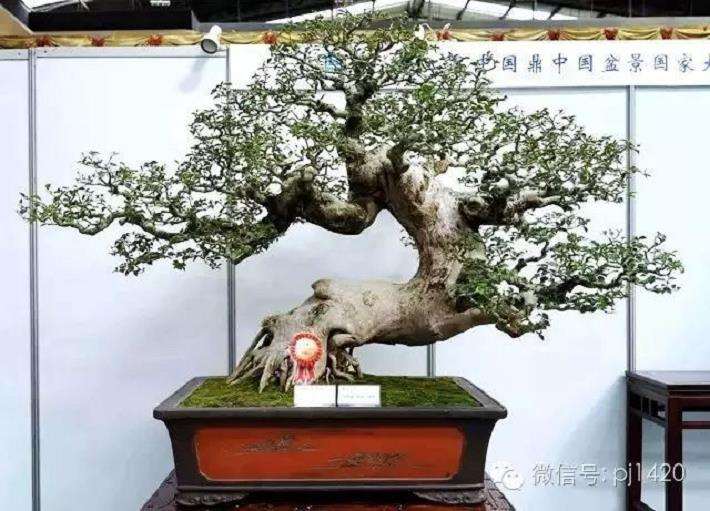 中国盆景事业进入了一个新的历史阶段