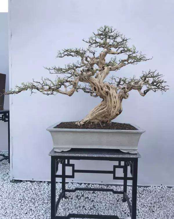 中国盆景事业进入了一个新的历史阶段