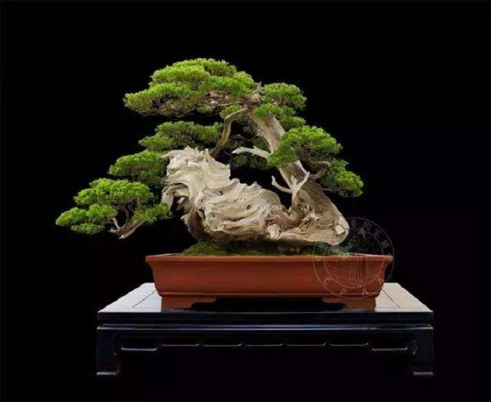 中国盆景事业进入了一个新的历史阶段