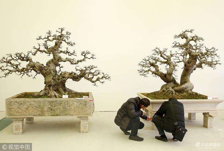 中国盆景事业进入了一个新的历史阶段