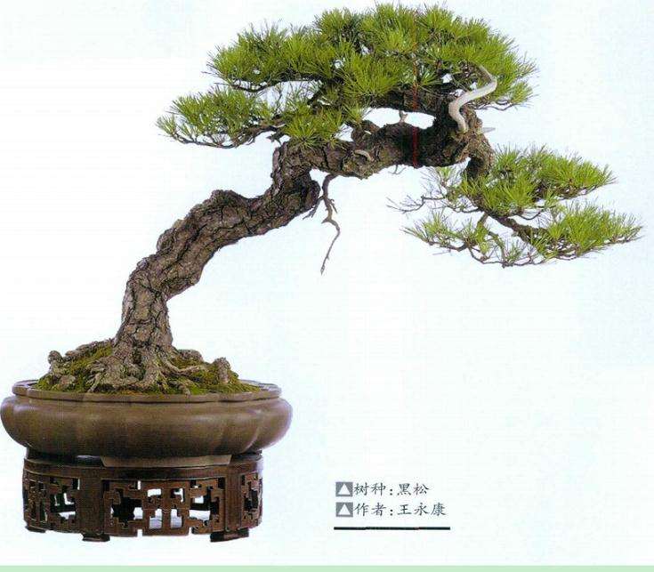赏王永康先生黑松盆景作品 图片