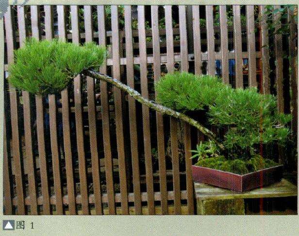 大宫盆景村始建于1923年东京