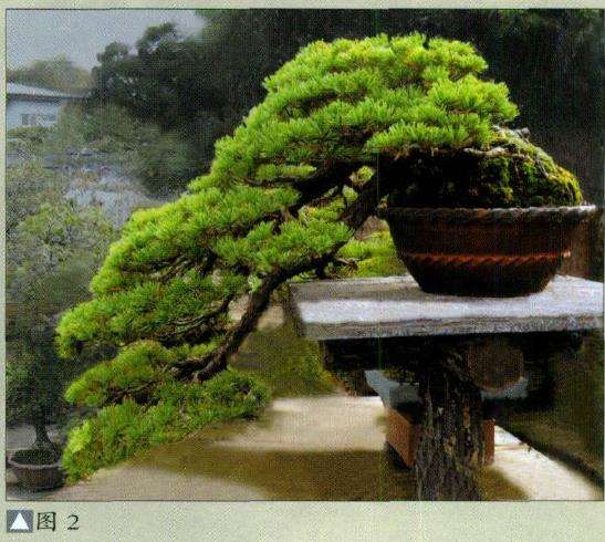 大宫盆景村始建于1923年东京