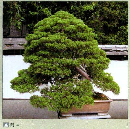 大宫盆景村始建于1923年东京