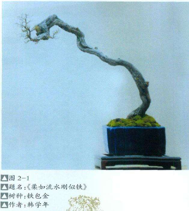 为什么清高简素的盆景叫做文人树