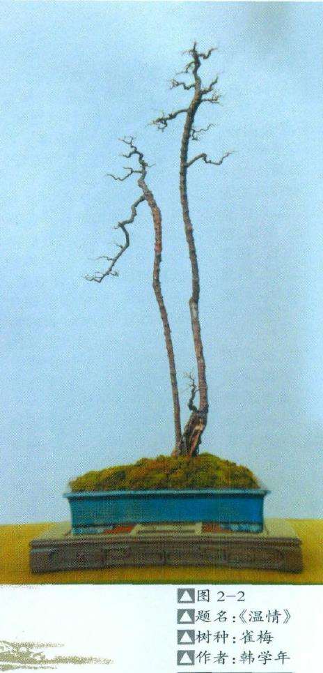 为什么清高简素的盆景叫做文人树