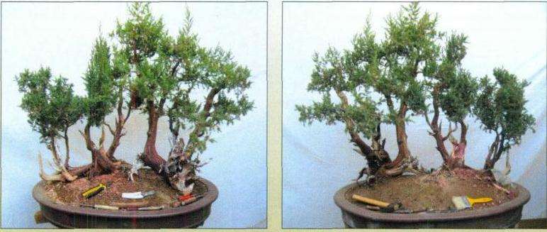 图解 刺柏盆景怎么丛林布局的10个步骤