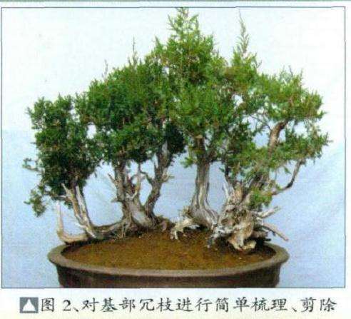 图解 刺柏盆景怎么丛林布局的10个步骤