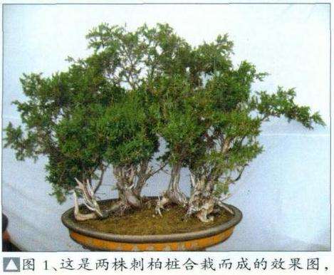 图解 刺柏盆景怎么丛林布局的10个步骤