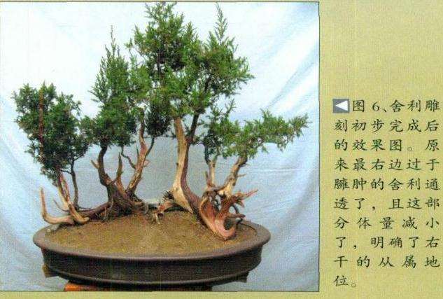 图解 刺柏盆景怎么丛林布局的10个步骤