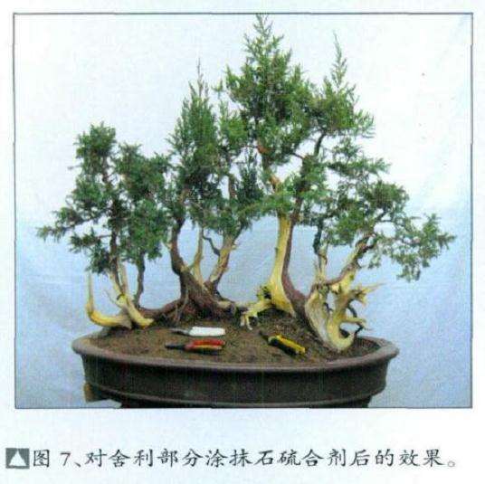 图解 刺柏盆景怎么丛林布局的10个步骤