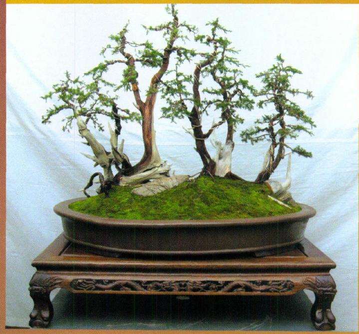 图解 刺柏盆景怎么丛林布局的10个步骤