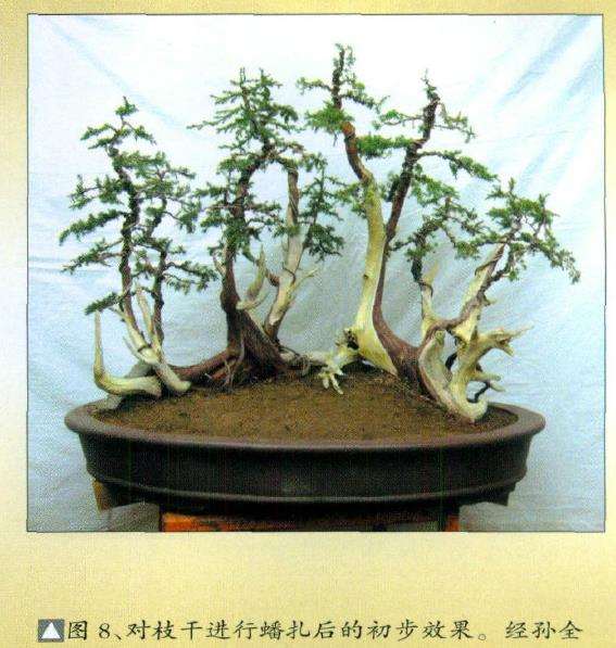 图解 刺柏盆景怎么丛林布局的10个步骤