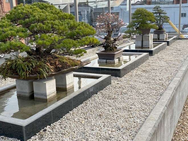 2020年 参观日本大正园盆景园