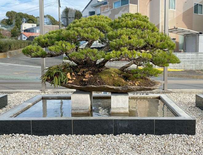 2020年 参观日本大正园盆景园