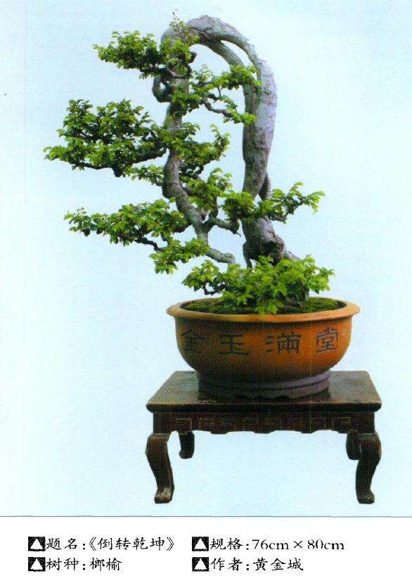 制作养护榔榆盆景应注意