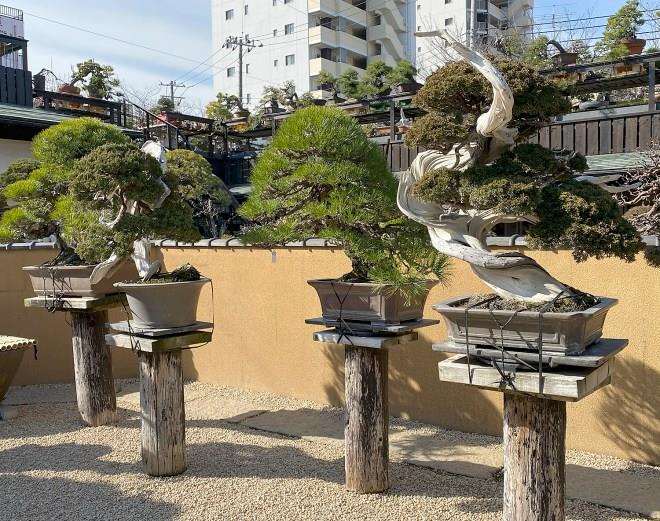 参观东京春华园盆景博物馆