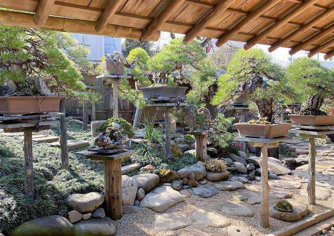 参观东京春华园盆景博物馆