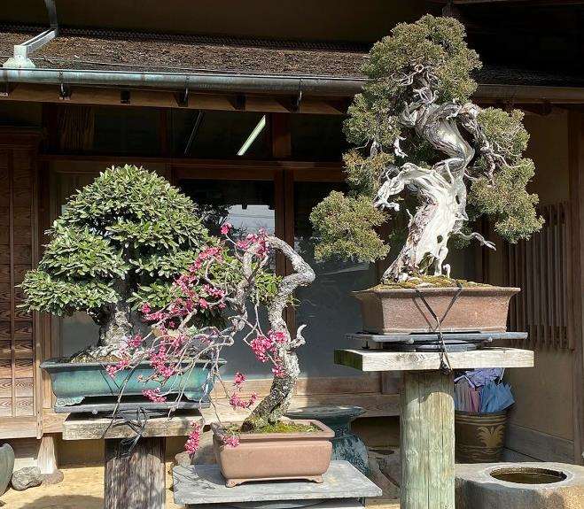 参观东京春华园盆景博物馆