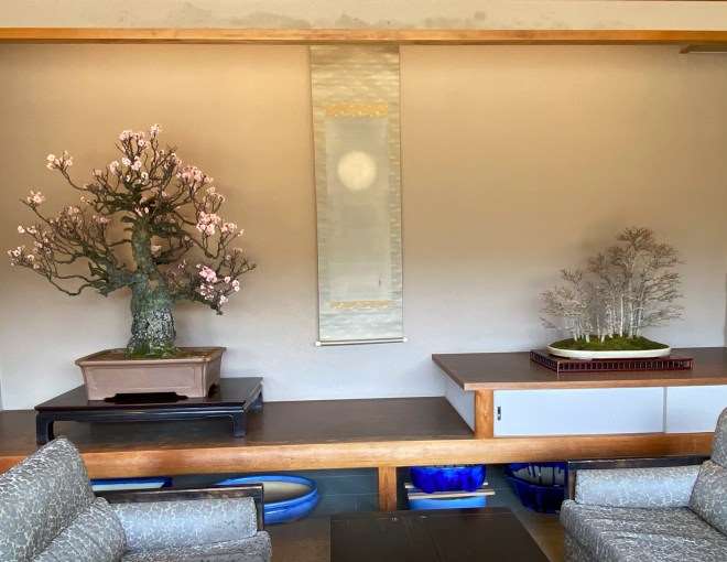 参观木村正彦的万世园和扶余园盆景园