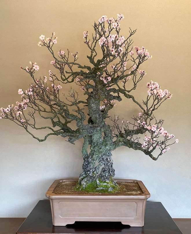 参观木村正彦的万世园和扶余园盆景园