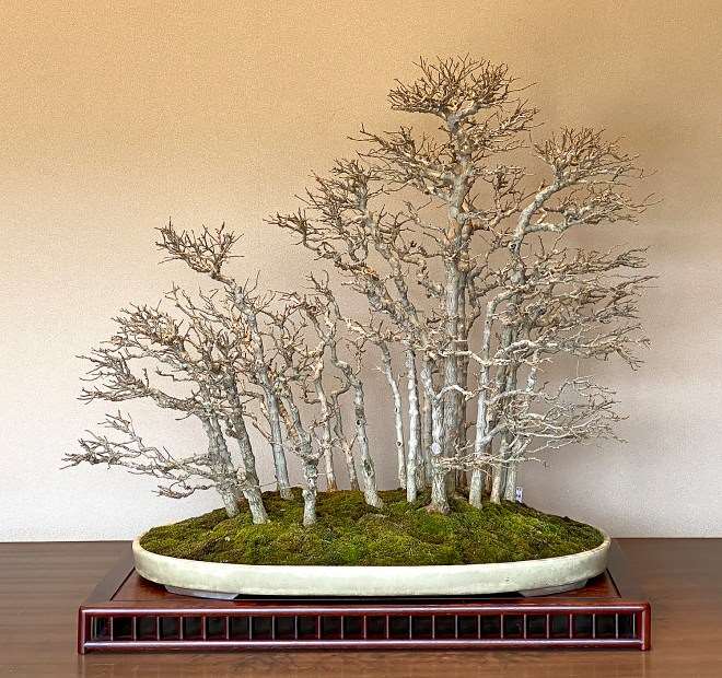 参观木村正彦的万世园和扶余园盆景园