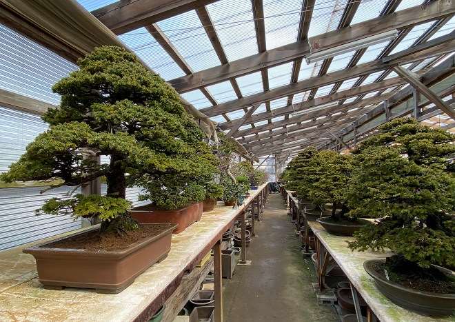 参观木村正彦的万世园和扶余园盆景园