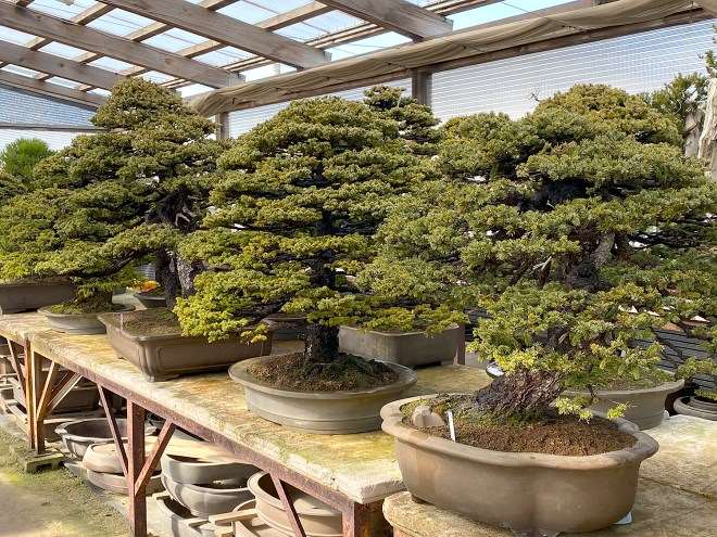 参观木村正彦的万世园和扶余园盆景园