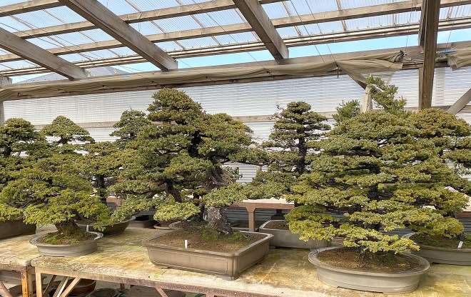 参观木村正彦的万世园和扶余园盆景园