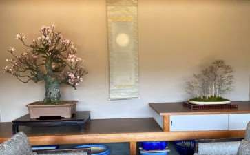 参观木村正彦的万世园和扶余园盆景园