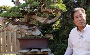 木村正彦的盆景私教教室 在线开放