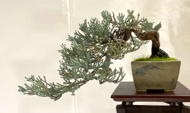 2020年加州小品盆景研讨会