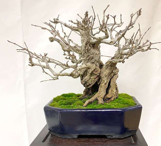 2020年加州小品盆景研讨会