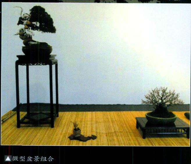 西班牙的帕特纳盆景展览