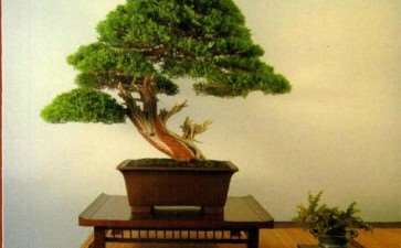 2011年 西班牙的帕特纳盆景展览