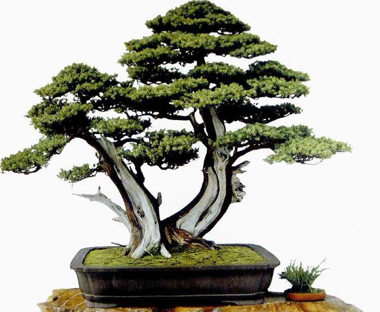 盆景怎么题名的5个方法