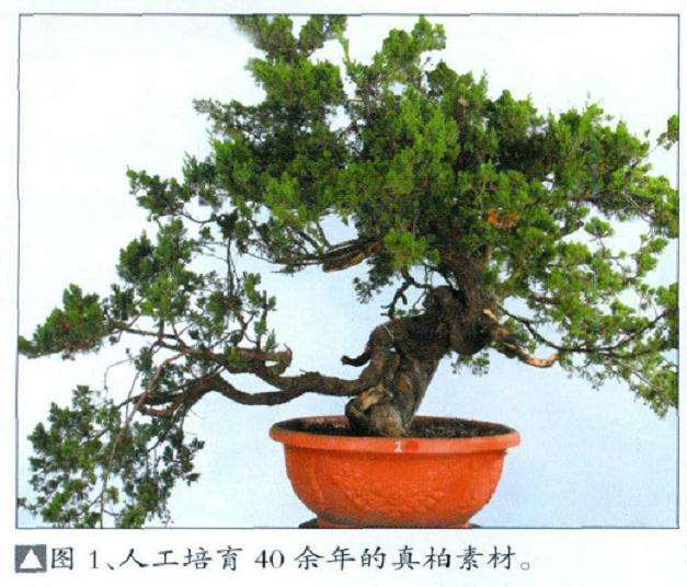 图解 真柏盆景扁化树干怎么舍利雕刻