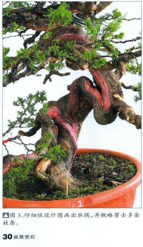 图解 真柏盆景扁化树干怎么舍利雕刻