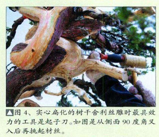 图解 真柏盆景扁化树干怎么舍利雕刻