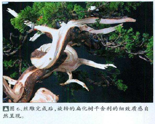 图解 真柏盆景扁化树干怎么舍利雕刻