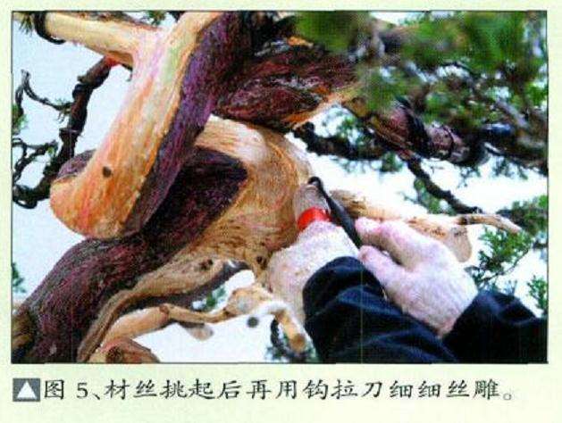 图解 真柏盆景扁化树干怎么舍利雕刻