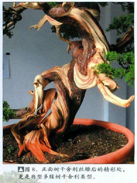 图解 真柏盆景扁化树干怎么舍利雕刻