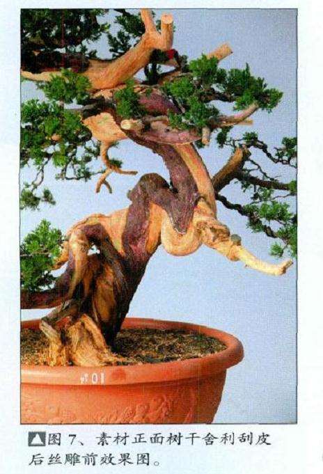 图解 真柏盆景扁化树干怎么舍利雕刻