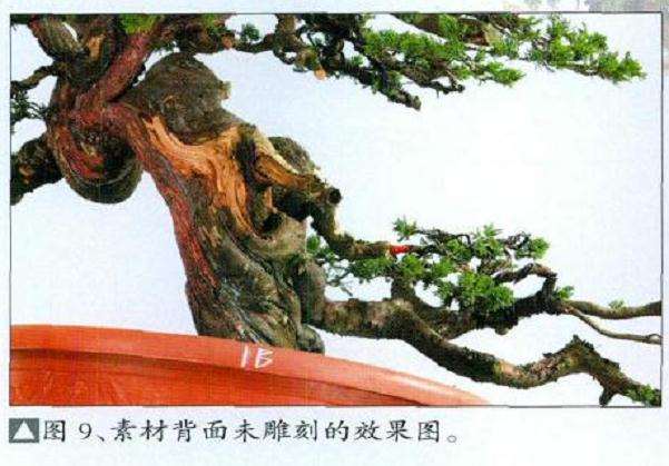 图解 真柏盆景扁化树干怎么舍利雕刻