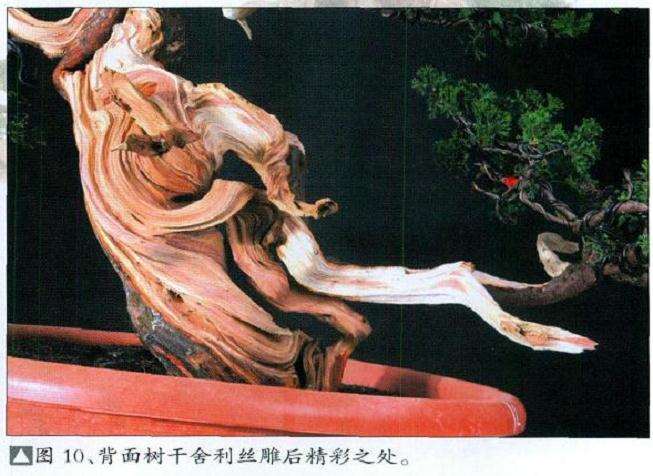 图解 真柏盆景扁化树干怎么舍利雕刻
