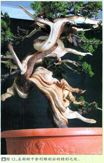 图解 真柏盆景扁化树干怎么舍利雕刻