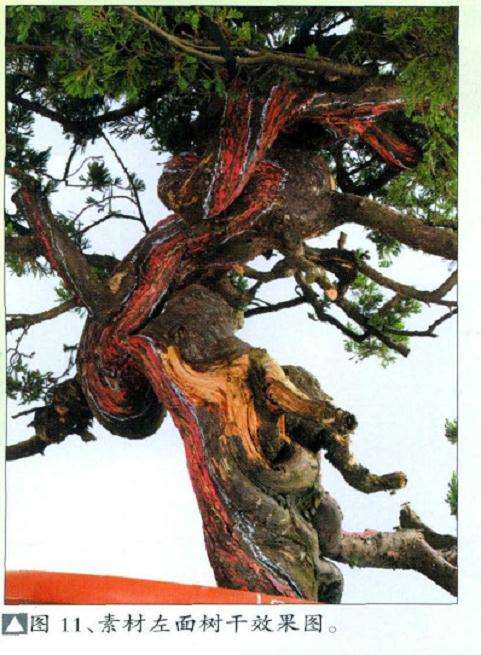 图解 真柏盆景扁化树干怎么舍利雕刻