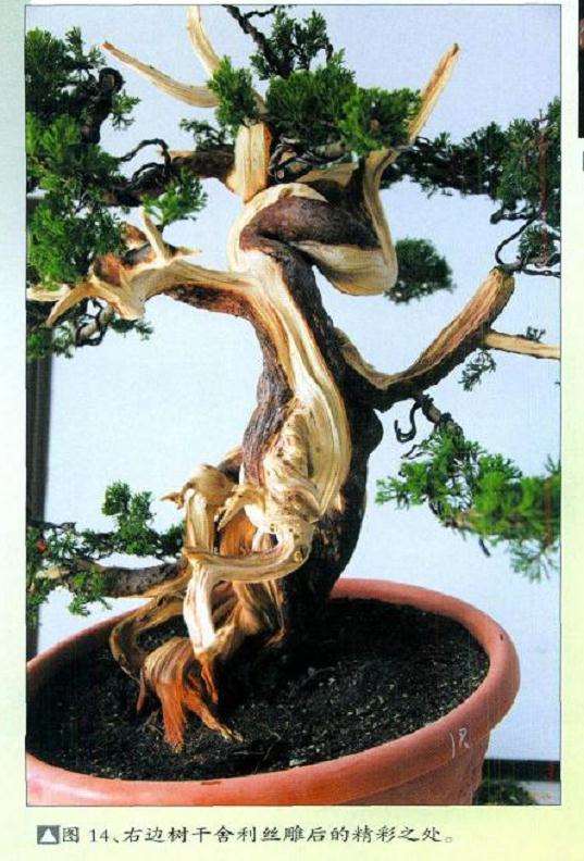 真柏盆景扁化树干怎么舍利雕刻