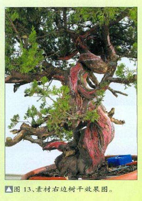 图解 真柏盆景扁化树干怎么舍利雕刻