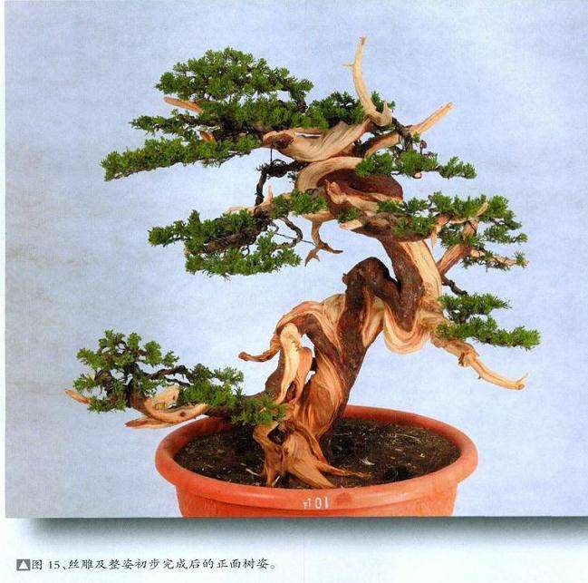 真柏盆景扁化树干怎么舍利雕刻